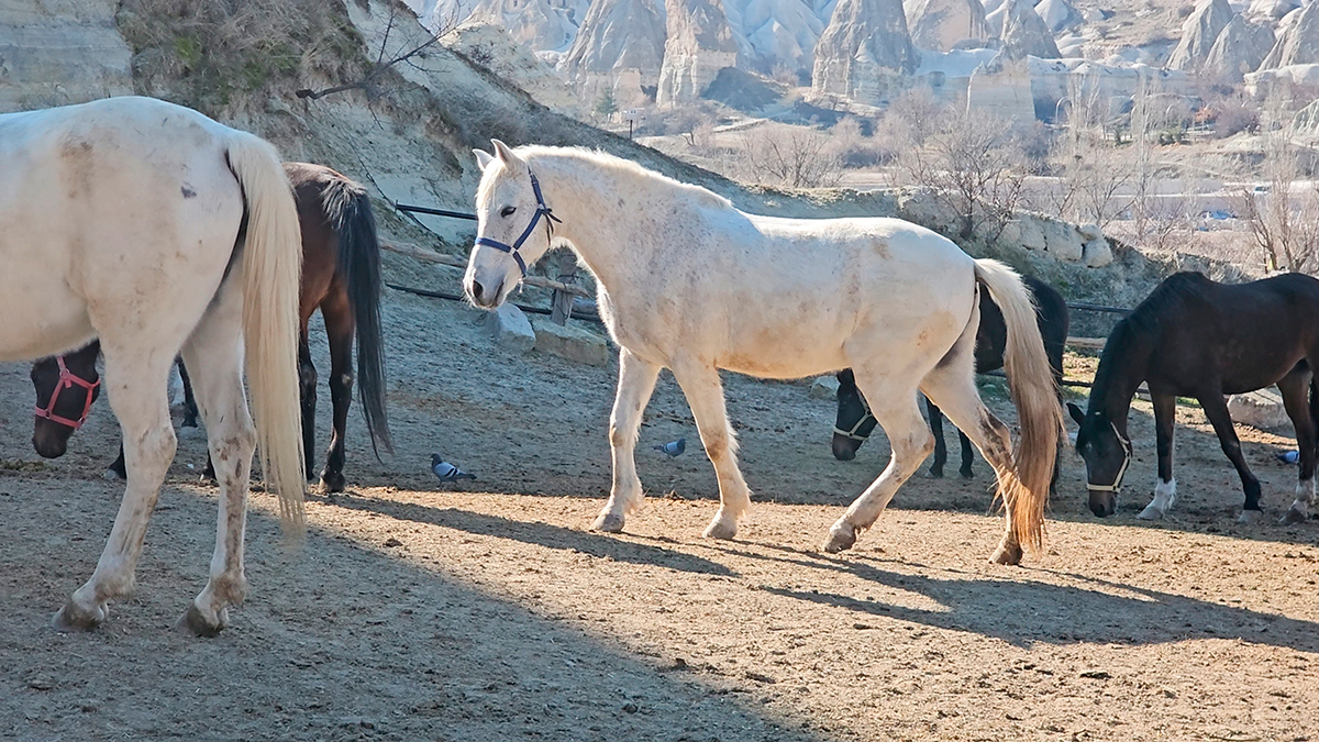 Professional Horse Shooting